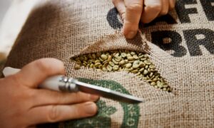 aufgeschnittener Sack mit Rohkaffeebohnen