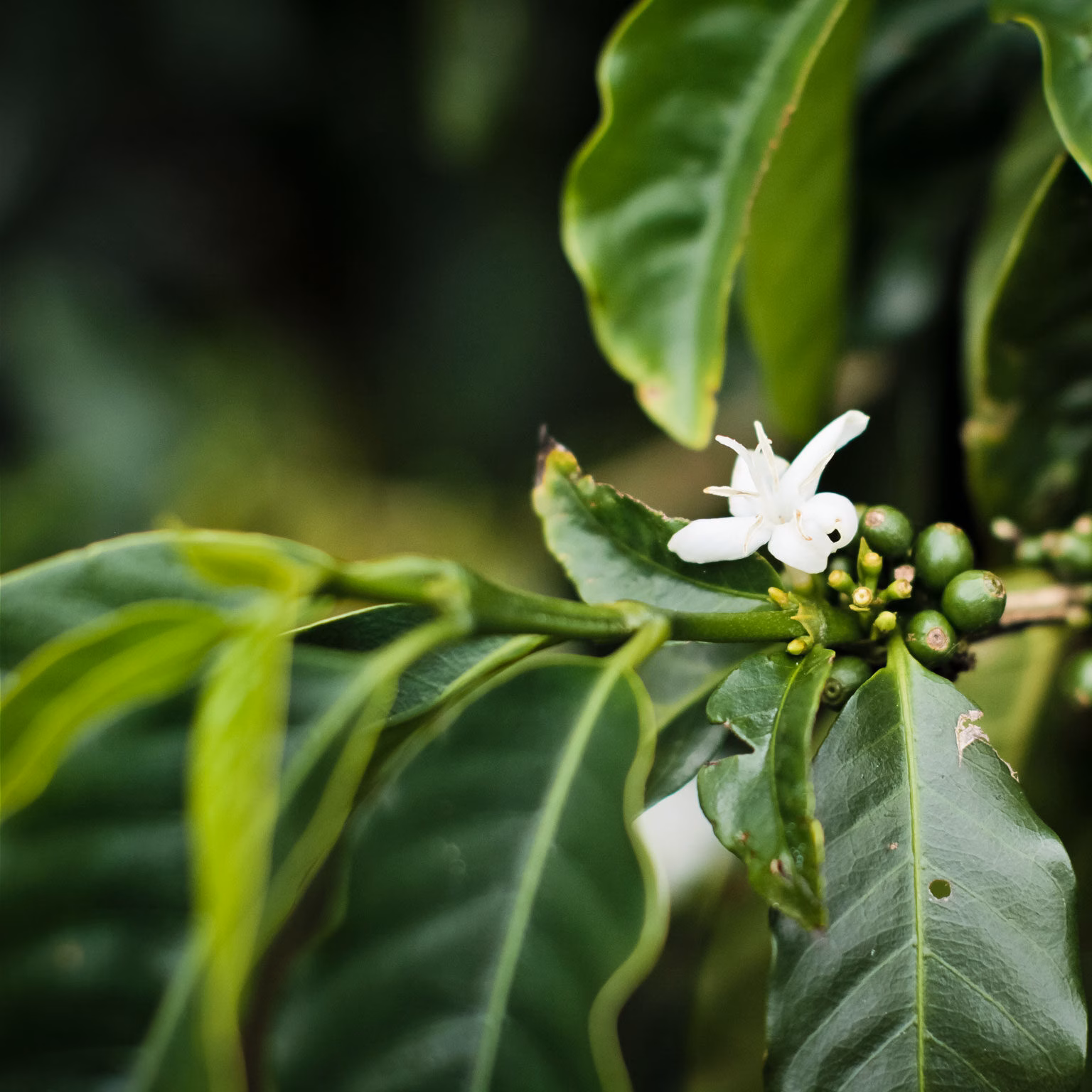 Ast einer Kaffeepflanze mit weißer Blüte
